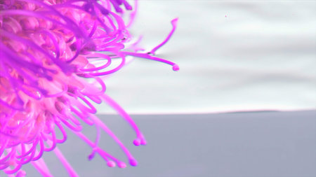 Close up of putting a bud of a strange pink flower with long petals. Stock footage. Beautiful flower in transparent waterの写真素材