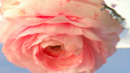 A small pink rosebud .Stock footage.Water into which a delicate flower is lowered and driven around...