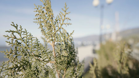 A large coniferous tree. Action.Branches with green leaves growing on the seas in macro photography.の写真素材