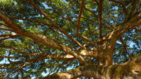 Lots of tree branches in park. Action. Tropical trees in tourist park on sunny summer day. Beautiful...