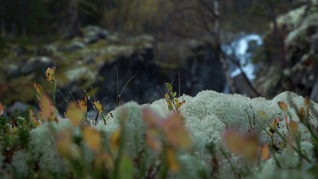 Small waterfall between the rocks in the forest. Clip. Mountainous stream coming down from the...