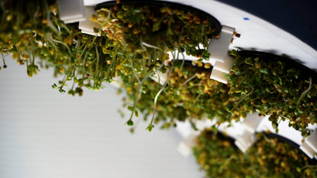 Indoor vertical farm of microgreens in a rotating ring. Media. Small microgreens plant factory in...