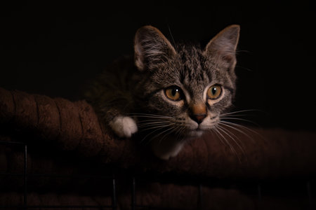 Portrait of Little Kitten over Black Backgroundの写真素材