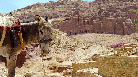 A Breathtaking Scenic View of Petra Featuring a Donkey Gracefully Positioned in the Foreground. Actionの写真素材