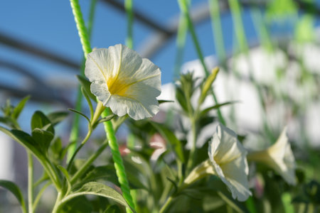 White pansy flower in the gardenの写真素材