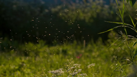 Close-up of swarm of midges in grass. Creative. Morning midges in green grass in meadow. Insects in...