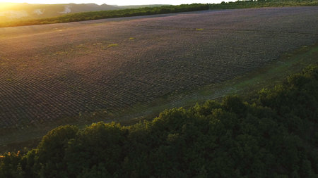 Aerial view of large lavender lavender field surrounded by green trees in the sunrise rays. Shot. Landscape in Valensole plateau, Provence, France, Europe.の写真素材