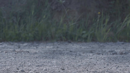 Close-up of the countryside landscape with wild grass at the roadside with stones. Stock footage. Rural sceneryの写真素材