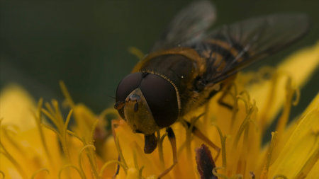 Extreme close up of a wasp on a yellow flower collecting pollen. Motion. Beautiful dandelion with...