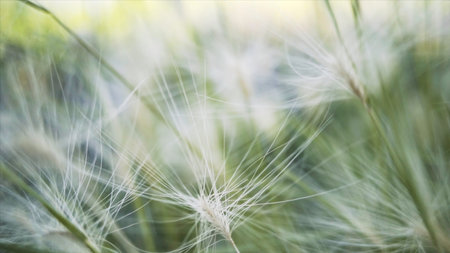 Close up of young green feather grass in the sunlight on a sunny summer day. Action. Beautiful green field of fluffy flowers, beauty of nature.の写真素材