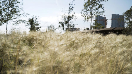 Feather grass field on the background of city buildings and growing trees. Action. Close up of young feather grass in the sunlight against blue sky.の写真素材