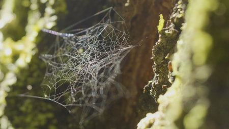 Spider Web on Tree Branches and sun reflection. Spiders web on Tree Trunk. Web on tree bark with moss and sun reflectionの写真素材