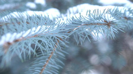 Close-up of fir tree branches in winter. Branches is covered with frost and snow.