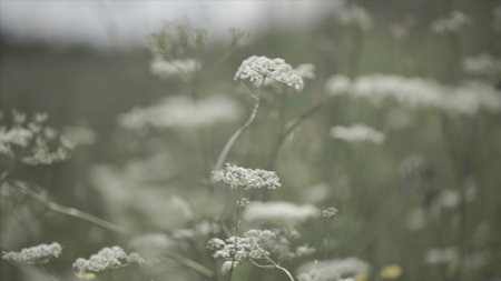 Close up wild flower in field. Wild flowers growing on green meadowの写真素材