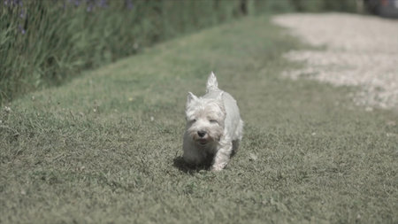 Little white dog. Small dog walks in the summer fieldの写真素材