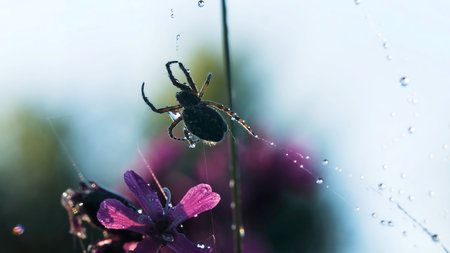 Spider in macro photography. Creative. A large black spider sits on a spiders web on which there are small drops of water, beautiful purple flowers are also visible.の写真素材