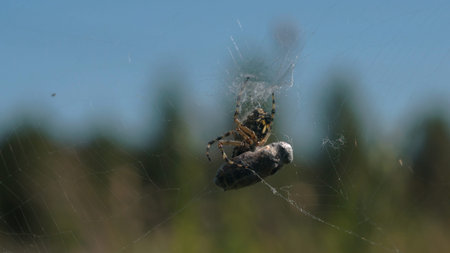 A spider that weaves a spiders web. Creative. A big dark spider, made a thin big cobweb and sits in itの写真素材