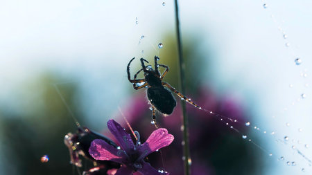 Spider in macro photography. Creative. A large black spider sits on a spiders web on which there are small drops of water, beautiful purple flowers are also visible.の写真素材