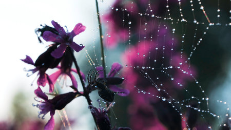 Spiders web. Creative. A small spider sits on its web next to a purple small orchid.の写真素材