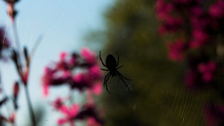 A small spider is sitting on its spider web. Creative. The insect sits with its back up on a web...