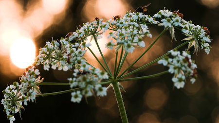 Small insects crawl on a small white flower and you can see from behind that the sun is quietly setting.の写真素材