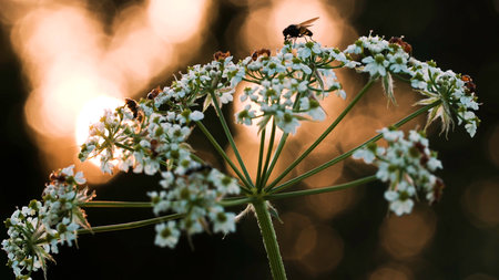 Bugs and ants in a flower. Creative. Small insects crawl on a small white flower and you can see from behind that the sun is quietly setting.の写真素材