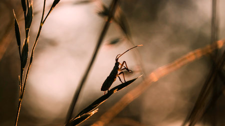 A beetle in the grass. Creative. A beetle in dry grass in macro photography crawls along a stalk of sharp grass .の写真素材