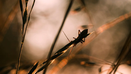 Creative. Macro photography. Close-up of a beetle that walks on a thin stalk of grass.