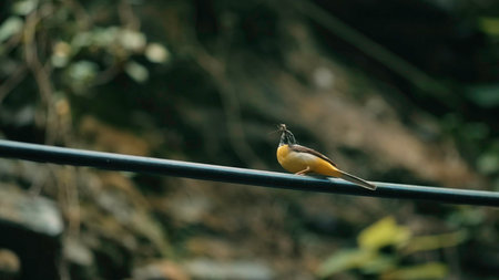 Small bird. Creative. This bird is dancing before our eyesの写真素材