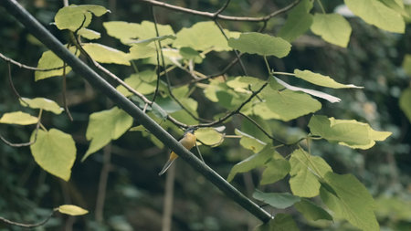 Beautiful bird. Creative. The pretty yellow bird is looking for food while waiting for his mate.