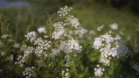 A beautiful chamomile grows in a field and insects crawl on it. A flower with white petals and a yellow center. Insects are on the flower. The wind blows a flower growing in a clearingの写真素材