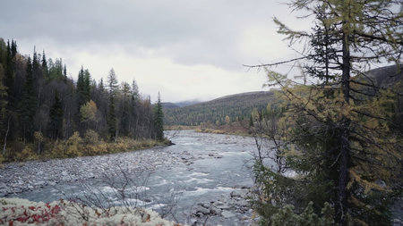 The river runs through the forest. Trees grow on both banks of the river. Autumn landscape with a...