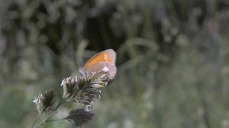Close-up of insect sitting on grass. Creative. Insect sits on green stem of plant. Insect sits on...