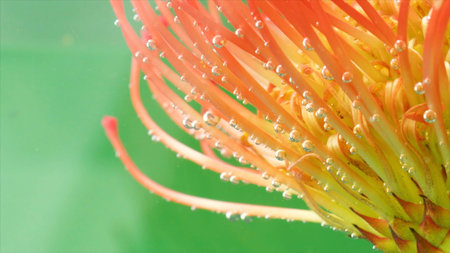 Close-up of beautiful flower with bubbles under water. Stock footage. Bright flower with stamens...