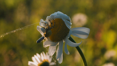 Flower plant chamomile with a small spider on its top on blurred green background. Creative. Close up of small insect in a field.の写真素材
