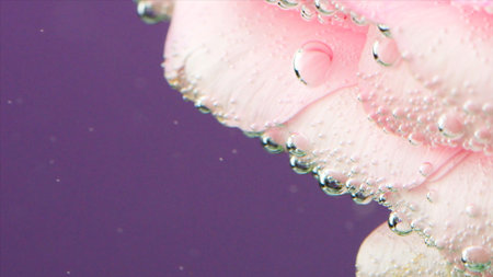 Fresh, tenderness and softness in pink roses in cool clear water. Stock footage. Air bubbles on flower surface, flower isolated on a purple background.の写真素材