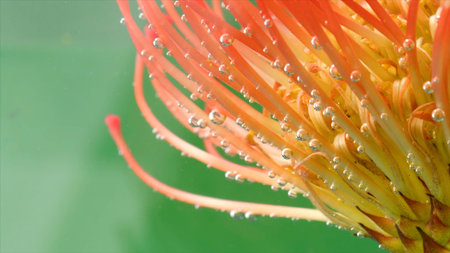 Close up of leucospermum flower in transparent water. Stock footage. Unusual flower bud with petals...