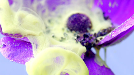 Close up of purple anemone flower bud with light yellow inks spreading underwater. Stock footage. Ink clouds spreading around a flower.の写真素材