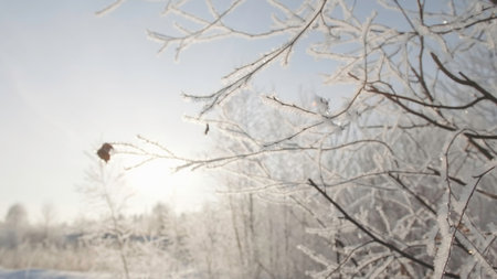 Last leaf on tree branch with frost in winter. Creative. Beautiful tree branches in frost on frosty winter day. Tree branches in snow on sunny winter dayの写真素材
