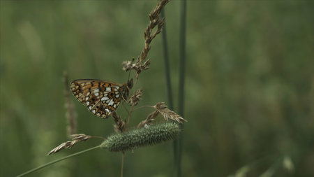 Close-up of butterfly on green grass. Creative. Beautiful orange butterfly is sitting on blade of...