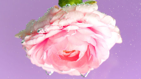 Pink rose with bubbles under water. Stock footage. Delicate rose with lots of bubbles in water. Rose...