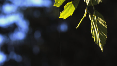 A flower with white petals and a yellow center. The wind blows a flower growing in a clearing