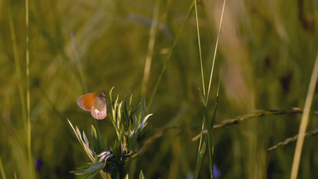 A large insect of a green shade sits in the green grass clinging to it with its paws.
