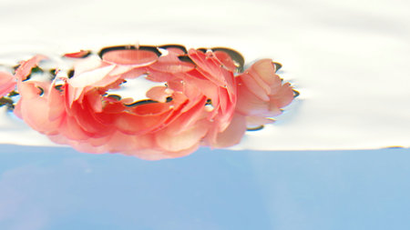 Pink roses are dipped into clean water. Stock footage. Clean water into which live plants are...