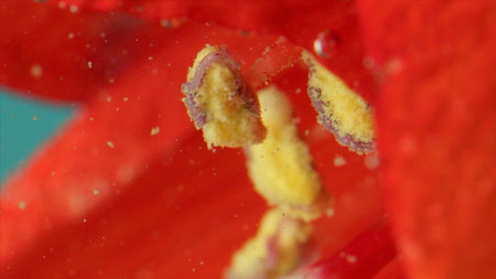 Close-up of petal of color under water with bubbles. Stock footage. Bright flower petal in clear...