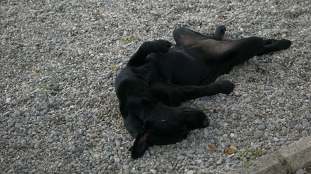 Black happy dog lies on a pebble at the seaside. Creative. Cute dog relaxing and sleeping on small stones on a summer day.の写真素材