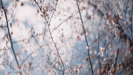 Blossoming tree with branches on a blue sky background. Action. Bottom view of a tree and summer clear sky.の写真素材