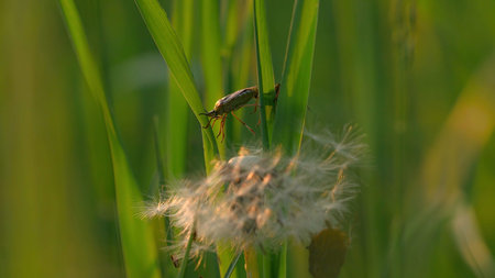 Close up of a green bug on a plant leaves on a summer day. Creative. Concept of summer nature,...