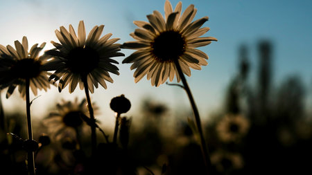 Bright sunny flowers. Creative.Green field with daisies that grow up towards the sun and the light rays of the sun fall on them.の写真素材