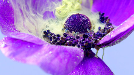 Macro photography of a flower. Stock footage. A bright purple flower bloomed.の写真素材